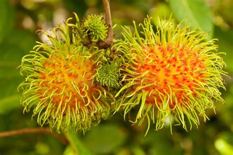 Rambutan, Popular Fruit In Thailand Stock Photography - Image: 14642102