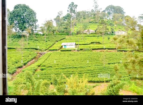 Small Village Housing Tea Plantation Workers In Nuwara Eliya District