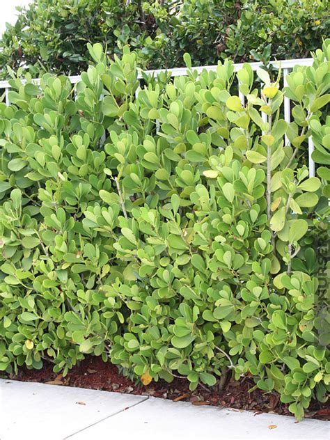 Tropical Hedge Autograph Tree Clusia Rosea Kens Nursery