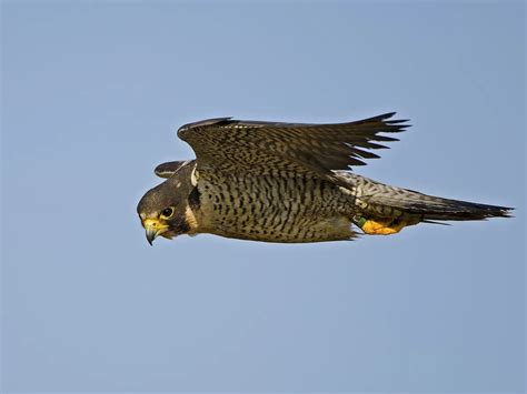 Peregrine Falcon Migration: A Complete Guide | Bird Fact