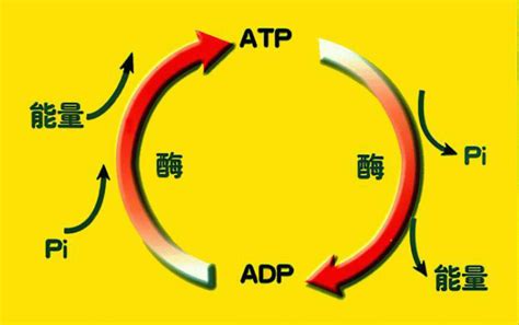 学习元 ATP