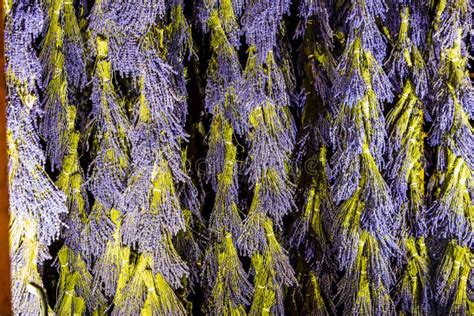 Lavender Fields Scenery At The Sequim Lavender Festival In Summer