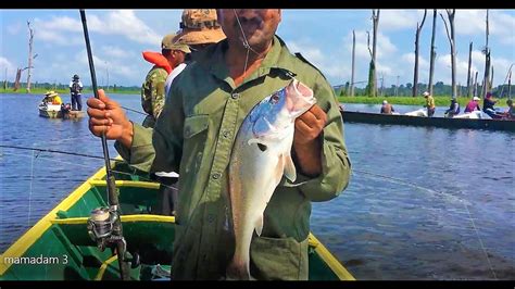 Fishing For Silver Croaker South American At Mamadam Suriname