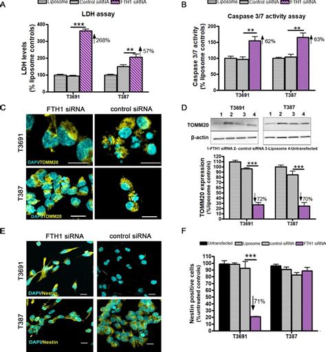 Fth1 Knockdown Is Detrimental To Gic Survival A Knockdown Of Fth1