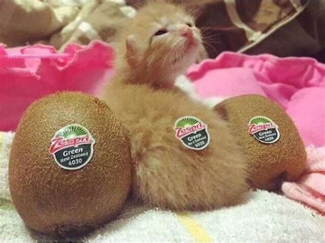 Kiwi Cat Aww