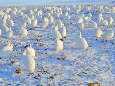 White Rabbits in Alert, Nunavut - Canada Artic Animals, Wildlife Photography, Animal Photography ...