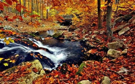 Autumn Forest Wallpaper Full Hd - Dark Fall Wallpaper Hd - 1920x1080 ...