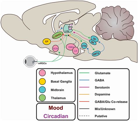 Afferents And Efferents Of The LHb From The Hypothalamus The Lateral