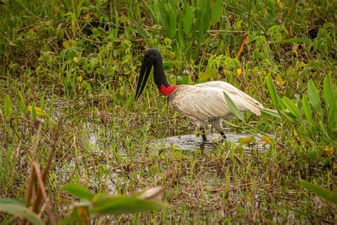 jabiru stork   wetlands   beautiful brasilian pantanal