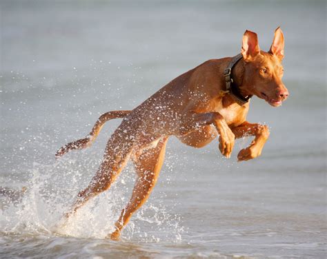 pharaoh hound breed guide learn   pharaoh hound