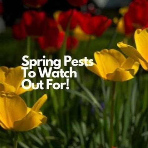 Spring Pests To Watch Out For