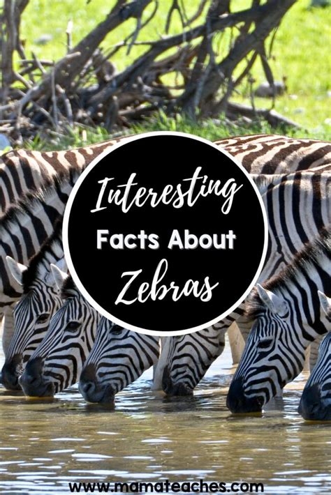 Interesting Facts About Zebras Mama Teaches