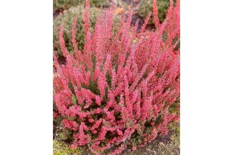 Calluna Vulgaris Aphrodite