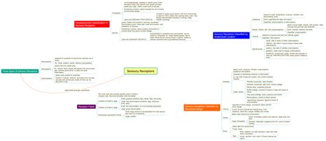 Sensory Receptors Xmind Mind Mapping App