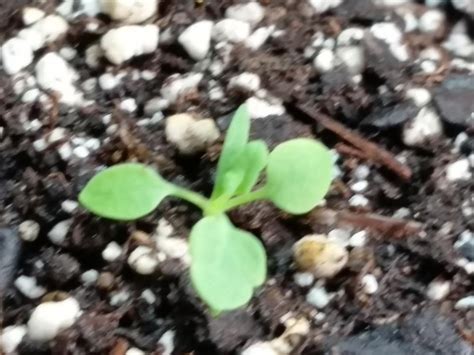 Photo Of The Seedling Or Young Plant Of Opium Poppy Papaver Somniferum