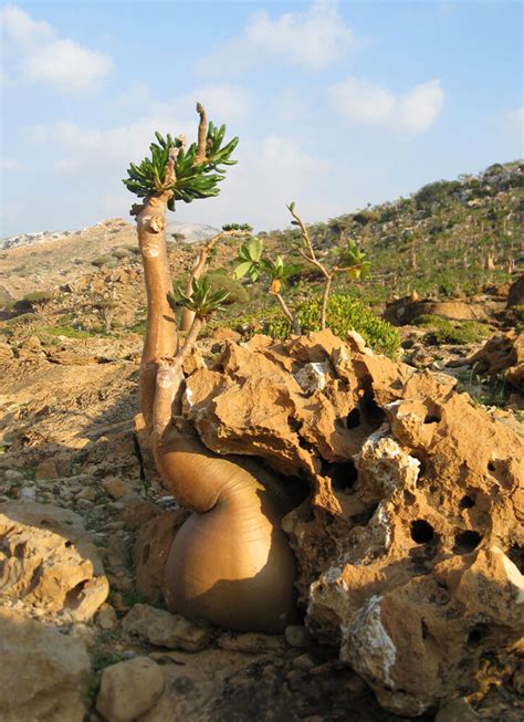 Остров Сокотра: где находится и что посмотреть рядом