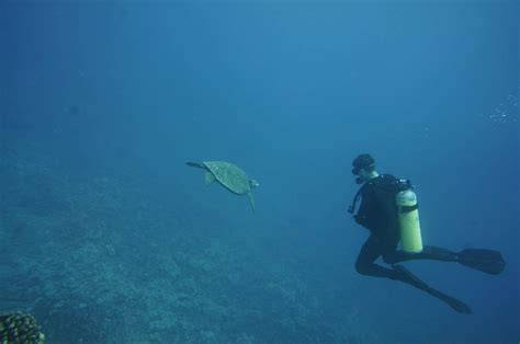 Scuba diving Oahu's Hanauma Bay!!