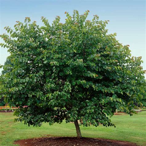 Oklahoma Redbud Trees for Sale | BrighterBlooms.com