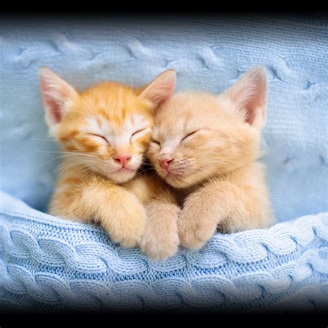 An Incredible Compilation of 999+ Dazzling kitten images in Full 4K