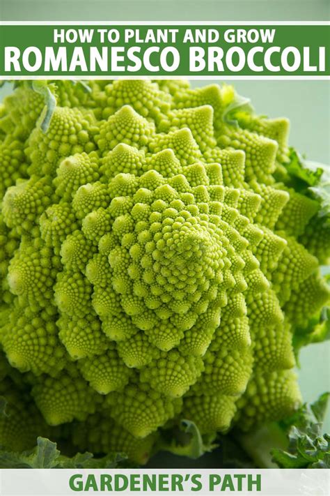 How To Grow Romanesco Broccoli Gardeners Path