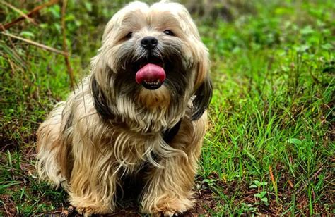 Shorkie | Yorkie-Shihtzu Mix | What's Good and Bad About 'Em?