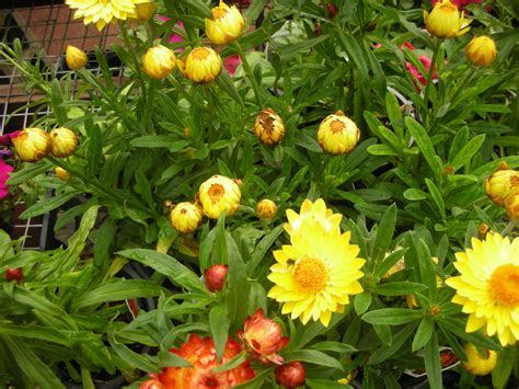 Straw Flower | Plants, Flowers, Garden