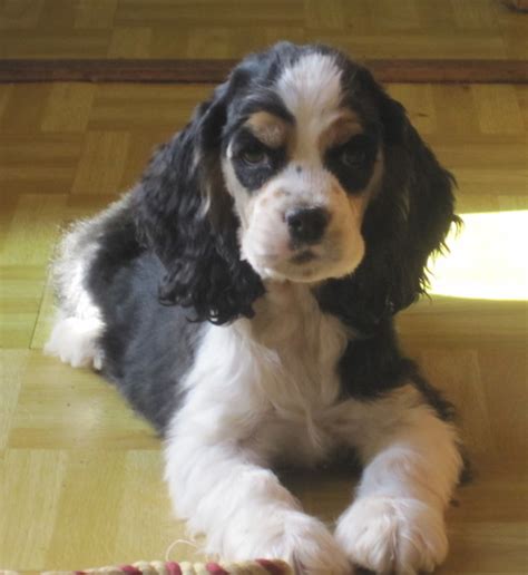 Cocker Spaniel Puppies Brown And White