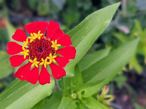 Are There Blue Zinnias We Bought Some Seeds Bunnys Garden