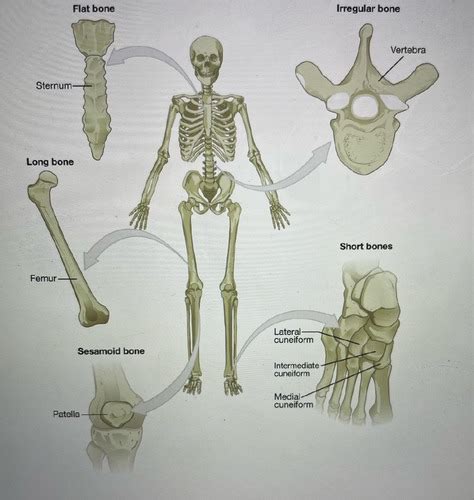 Ch General Anatomy Positioning Considerations Flashcards Quizlet