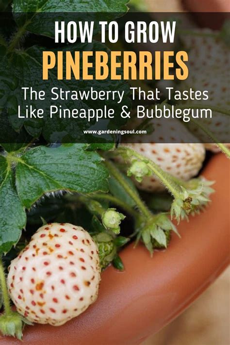 How To Grow Pineberries The Strawberry That Tastes Like Pineapple