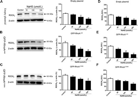H 2 S-induced inhibition of ROCK 2 protein expression and its activity ... 