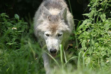 Les montagnes du loup Documentaire 2013 Télé Star