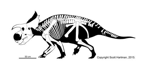 Please welcome the new "Avaceratops" | Dinosaur, Mummified body, Paleontology