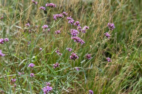 How To Grow And Care For Verbena Plants