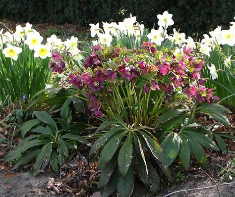 Hellebores Deer Proof Groundcover For Shade