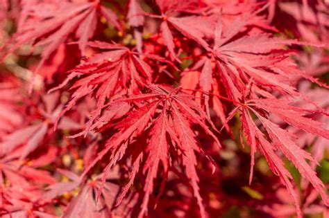 Premium Photo Acer Palmatum De Inaba Shidare Red Flowers In The Iturraran Natural Park Basque