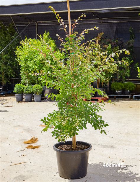 Lagerstroemia indica 'Acoma' - Dwarf White Crepe Myrtle | Evergreen