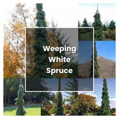 How To Grow Weeping White Spruce Plant Care Tips NorwichGardener