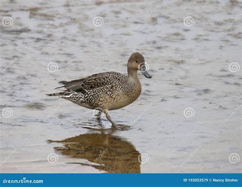 Northern Pintail female stock image. Image of drab, water - 193053579