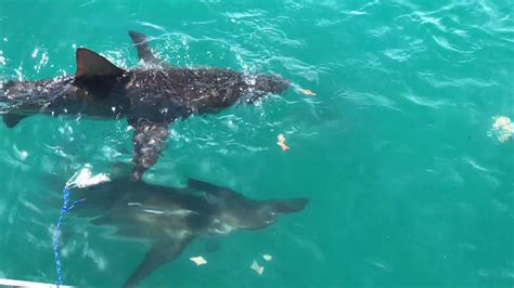 Shark Cage Diving In Gansbaai South Africa Youtube