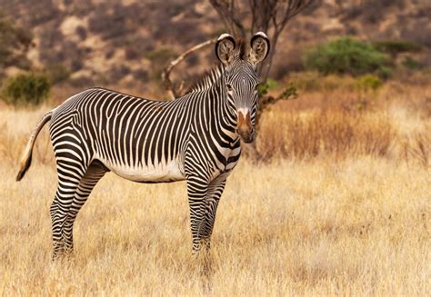 Conservation center celebrates birth of four endangered zebra foals ...