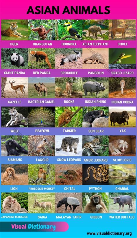 Asian Animals: Useful List of 35 Animals Found in Asia | Zoo animals