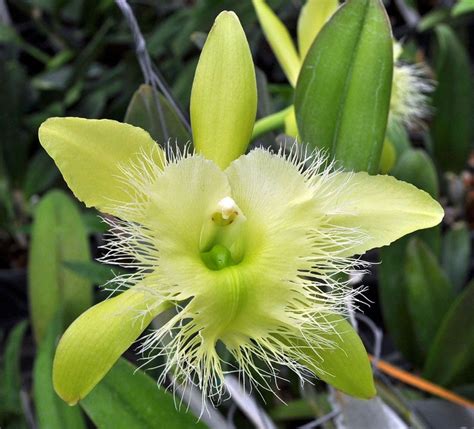 Fragrant Orchid /rhyncholaelia Digbyana green Giant AM/AOS/ - Etsy