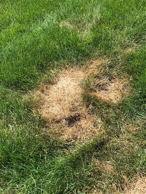 Chinch Bugs In Iowa Turfgrass