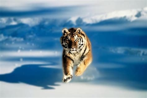 Ice Tiger Wallpapers - Wallpaper Cave