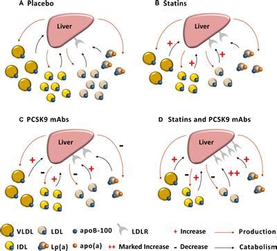 Frontiers New Insights Into The Regulation Of Lipoprotein Metabolism