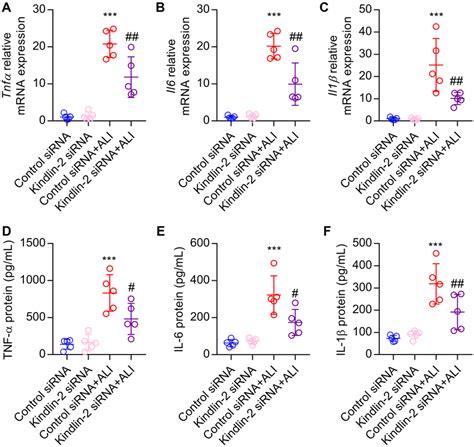 Depletion Of Kindlin Attenuates Pro Inflammatory Cytokine Expression