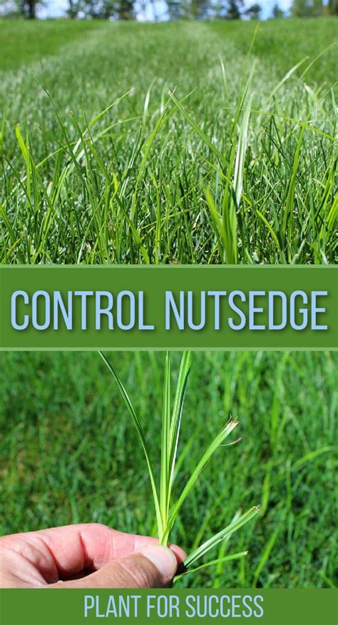 Control Nutsedge | Weeds in lawn, Green lawn care, Lawn care schedule