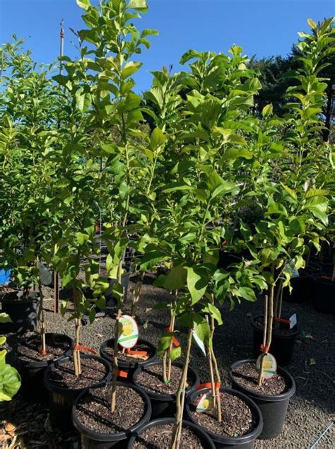 Lemon Heaven Seedless Eureka Lemon Lakeside Plants Nursery