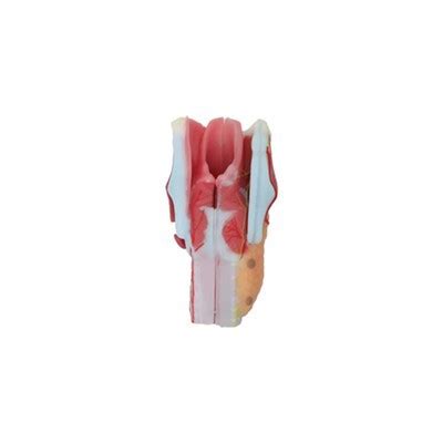 Larynx Anatomical Model China Larynx Anatomical Model Manufacturers